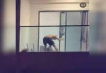 Pukul anjing di balkoni rumah – Pemain badminton didenda RM25,000