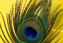 வீட்டில் மயிலிறகு வையுங்கள் செல்வமும், அதிர்ஷ்டமும் பெருகும்