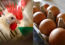 தொடரும் கோழி – முட்டை சர்ச்சை: வாக்குவாதத்தில் நண்பனை கொலை செய்த தொழிலாளி