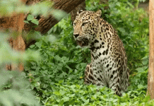 தந்தையை காப்பாற்ற சிறுத்தையை வெறுங்கைகளால் அடித்தே கொன்ற வீர மகள்கள்