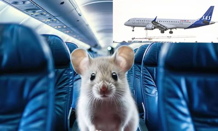 4799258-rat-flight