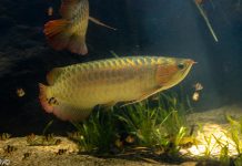 மலேசியாவிலிருந்து 14 ‘அரோவானா’ மீன்களை சிங்கப்பூருக்கு கடத்தியதாக இருவர் மீது குற்றச்சாட்டு