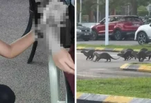 பூங்காவில் நடைபயிற்சி செய்து கொண்டிருந்தபோது நீர் நாய் தாக்கியதில் மூவர் காயம்