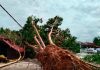 வீட்டின் மீது விழுந்த மரம் – ஆடவருக்கு பலத்த காயம்