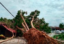 வீட்டின் மீது விழுந்த மரம் – ஆடவருக்கு பலத்த காயம்