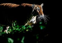 புலி தாக்கியதில் மியன்மார் நாட்டவர் பலி