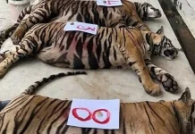 உயிரியல் பூங்காவில் புதுவகை வைரஸ் பாதிப்பு.. 47 புலிகள் பலி