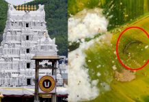 திருப்பதி கோவிலில் தொடரும் சர்ச்சை – பக்தர் சாப்பிட்ட தயிர் சாதத்தில் பூரான்