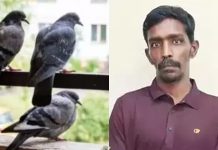 புறாக்களை ஏவி நூதன முறையில் கொள்ளையடித்த பலே கொள்ளையன்