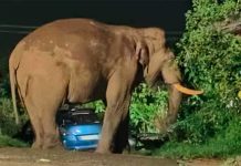 மனிதர்- வனவிலங்கு மோதல்: கேரளாவில் 9 ஆண்டில் 915 பேர் உயிரிழப்பு!