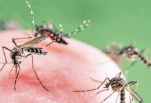 கொசுக்களால் பரவும் அரிய வகை வைரஸ் நோய் – அமெரிக்காவில் ஒருவர் உயிரிழப்பு