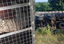 விலங்குகள் ஏற்றி சென்ற லாரி கவிழ்ந்தது- முதலைகள் தப்பி ஓடியதால் பரபரப்பு