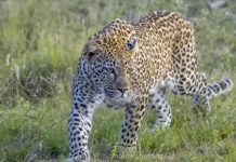 சிறுத்தை தாக்கி 3 வயது சிறுமி உயிரிழப்பு