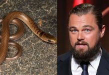 இமயமலையில் கண்டுபிடித்த பாம்பு இனத்துக்கு ‘டைட்டானிக்’ நாயகனின் பெயர்.. ஏன் தெரியுமா?