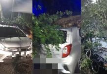 கார் மீது விழுந்த மரம் – அதிர்ஷடவசமாக உயிர் தப்பிய மாது