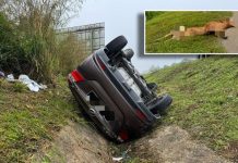 Wanita maut kereta terbabas elak bangkai lembu