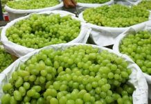 இறக்குமதி செய்யப்படும் SHINE MUSCAT திராட்சை பழத்தில் அதிக இரசாயனம்? சுகாதார அமைச்சு விசாரணை