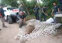 Buaya tembaga 200 kg masuk perangkap di Sungai Malim