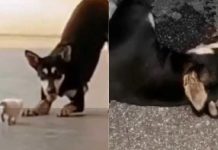 Aktivis haiwan perlu bantu PBT elak insiden Kopi tak berulang