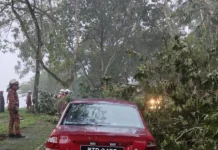 Tiga buah kereta dihempap pokok akibat hujan lebat