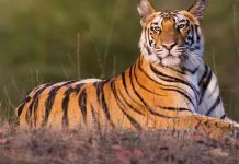 ராஜஸ்தானின் ரந்தம்பூர் தேசிய பூங்காவில் 25 புலிகள் காணவில்லை: அதிகாரிகள் தகவல்