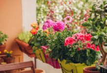 வீட்டில் கஞ்சா பயிரிட்ட தம்பதி.. பேஸ்புக் பதிவால் போலீசில் சிக்கினர்