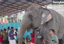 திருச்செந்தூர் கோவில் யானை மிதித்ததில் பாகன் உள்பட 2 பேர் உயிரிழப்பு