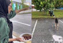 Beri makan anjing, pemilik restoran dapat sambutan hangat