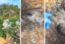 Video pelupusan bangkai anjing tak benar