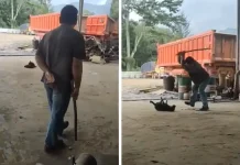 Lelaki pukul anjing hingga mati ditangkap