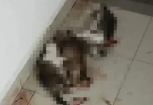 3 kucing dibunuh di kediaman pelajar