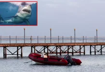 எகிப்து: தடை செய்யப்பட்ட பகுதிக்குள் அத்துமீறி நுழைந்த சுற்றுலா பயணி சுறா தாக்கியதில் பலி