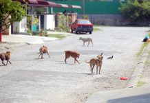 1,000 தெரு நாய்களுக்கு கருத்தடை – MBJB திட்டம்