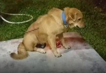 Panah anjing – Pembunuh sudah didakwa di mahkamah