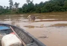 Bangkai gajah hanyut di sungai!