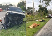 Lelaki maut- Pacuan empat roda terlibat kemalangan dengan 9 lembu