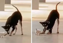 Tembak mati ‘Kopi’, kerajaan Terengganu, MBD disaman