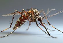 Kes demam denggi meningkat