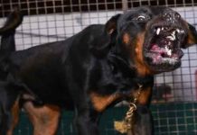 ரோட்வீலர் நாய் தாக்கி தாய், மகள் காயம் – 197,000 இழப்பீடு வழங்குமாறு நீதிமன்றம் உத்தரவு