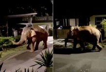 குடியிருப்புப் பகுதியில் வலம் வந்த யானை