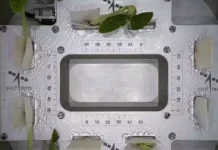 விண்வெளியில் துளிர்விட்ட முதல் இலைகள்..! பிரமிக்க வைத்த இஸ்ரோவின் தாவர பரிசோதனை