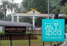 மலாயா பல்கலைக்கழகத்தில் பூனைகள் கொலை; காரணமானவர்களை அடையாளம் காட்டினால் RM10,000 சன்மானம்- SPCA