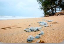 கோல ரொம்பினில் கரை ஒதுங்கிய விஷ ஜெல்லிமீன்