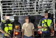 ஏறக்குறைய 1 மில்லியன் ரிங்கிட் மதிப்பிலான மரக்கன்றுகள் பறிமுதல்