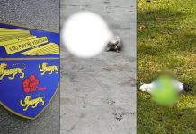 Pembunuhan kucing – Ganjaran RM10,000 untuk maklumat