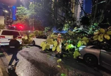Pokok tumbang di Persiaran Stonor – 3 kereta rosak