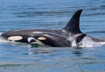 இறந்துபோன தன் குட்டியைச் சுமந்தபடி கடலில் சுற்றும் திமிங்கிலம் ; மனதை நெகிழ வைக்கும் தாய்ப்பாசம்