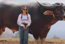 3 வயதில் 6 அடி 9 அங்குலம் உயரம்: கின்னஸ் சாதனை படைத்த எருமை