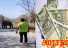 யானையை சீண்டியவருக்கு ரூ.25 ஆயிரம் அபராதம்