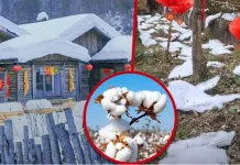 சோப்பு நுரையை வைத்து பனிப்பொழிவு இருப்பதுபோல் சுற்றுலா பயணிகளை ஏமாற்றிய சீனா நிர்வாகம்